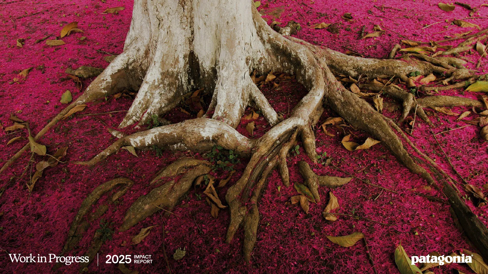 patagonia progress report 2025